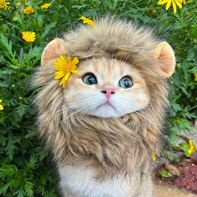 Cute Lion Mane Cat