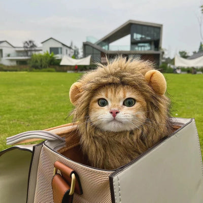 Cute Lion Mane Cat