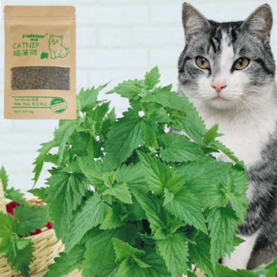 100% Natural Premium Catnip Cattle Grass