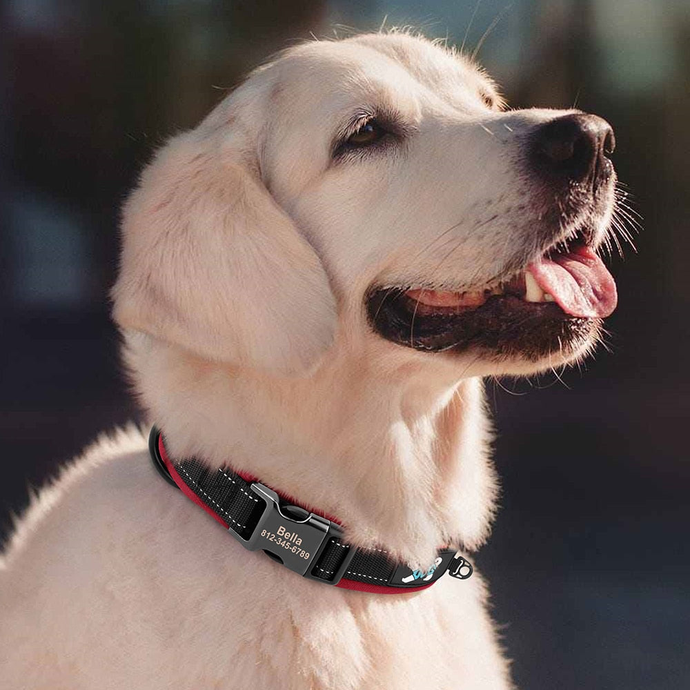 Adjustable Dog Collar