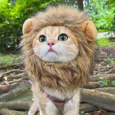 Cute Lion Mane Cat